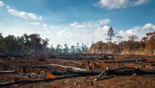 Deforestation is believed to have accelerated amid Covid-19, and green groups are concerned that new legislation could make the problem worse still